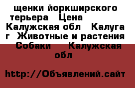 щенки йоркширского терьера › Цена ­ 15 000 - Калужская обл., Калуга г. Животные и растения » Собаки   . Калужская обл.